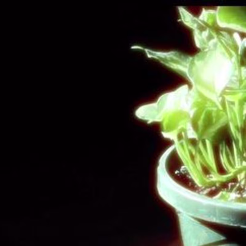 Cover image for Bloom documentary 
