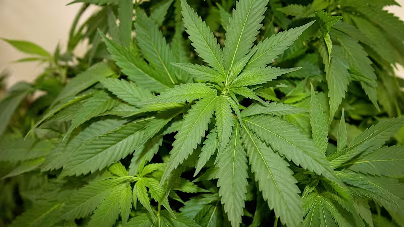 Cover image for Why Experts Say The Federal Legalization Of Cannabis Could Mean…
