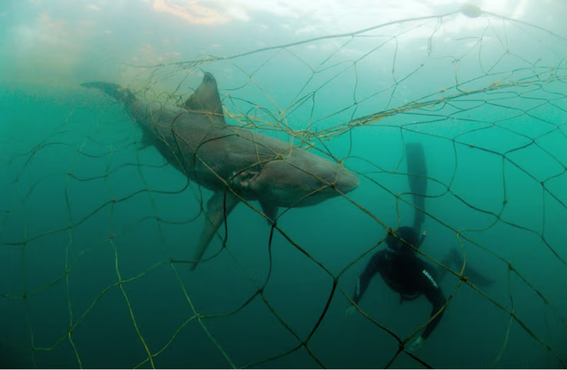 Cover image for Explainer Article - The Unforeseen Hero of The Ocean