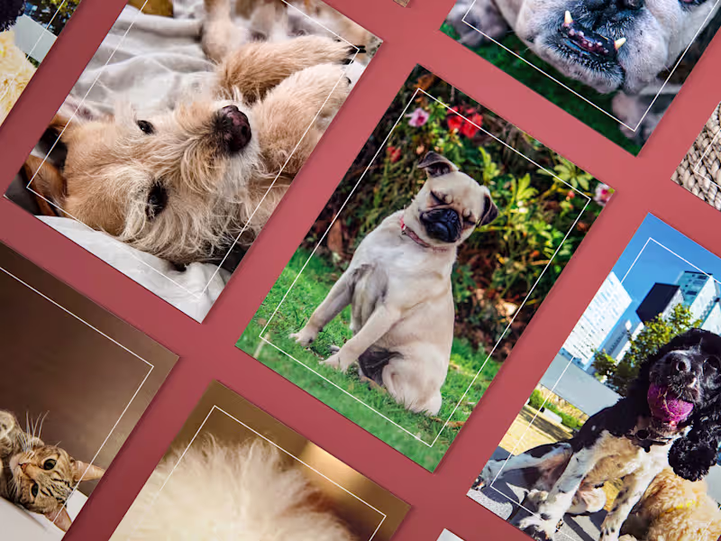 Cover image for Pawesome Studio