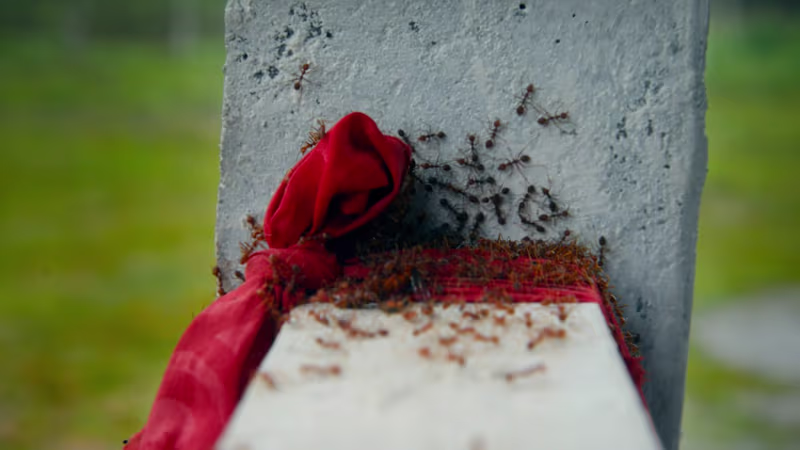 Cover image for Letters from Mr Deka | Documentary