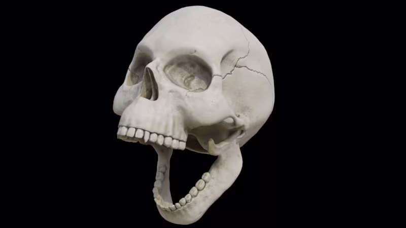 Cover image for 3D Skull Model