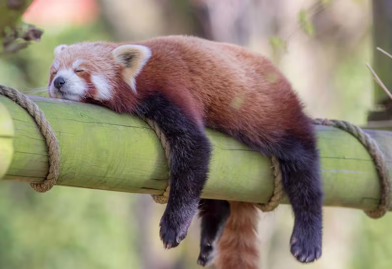 Cover image for How to Beat Fatigue