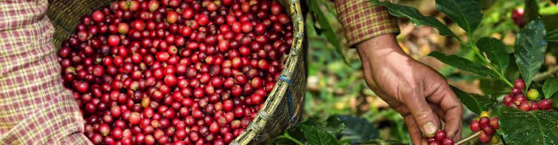 Cover image for Exploring the Benefits of Direct Trade Coffee