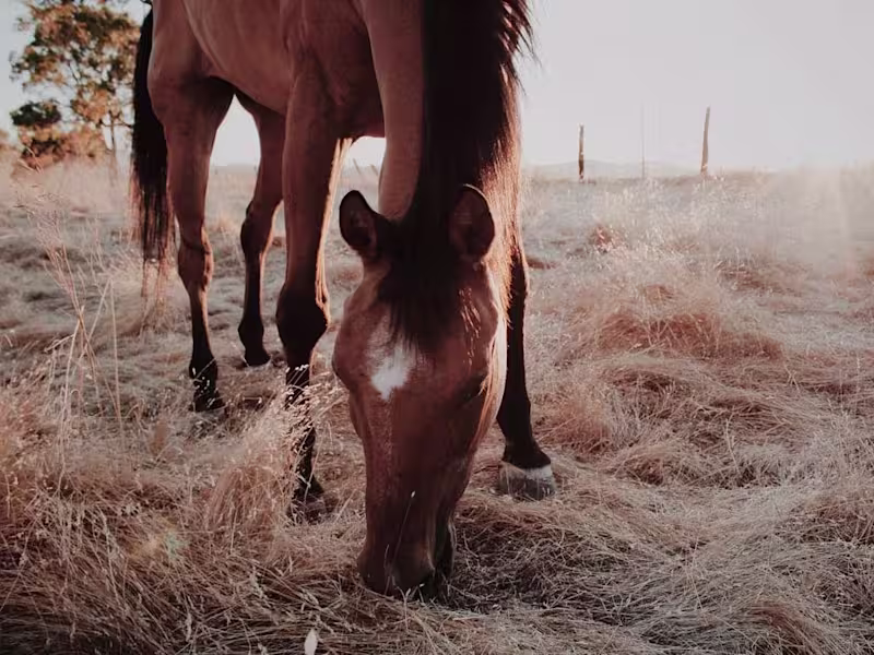 Cover image for Ranch Work Presentation