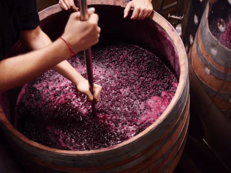 Cover image for From Cellar to Glass, Oeno Group Shares Its Insights for End-to…