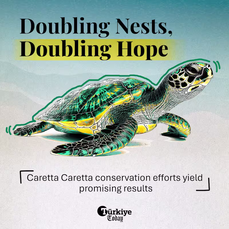 Cover image for Doubling Nests, Doubling Hope
