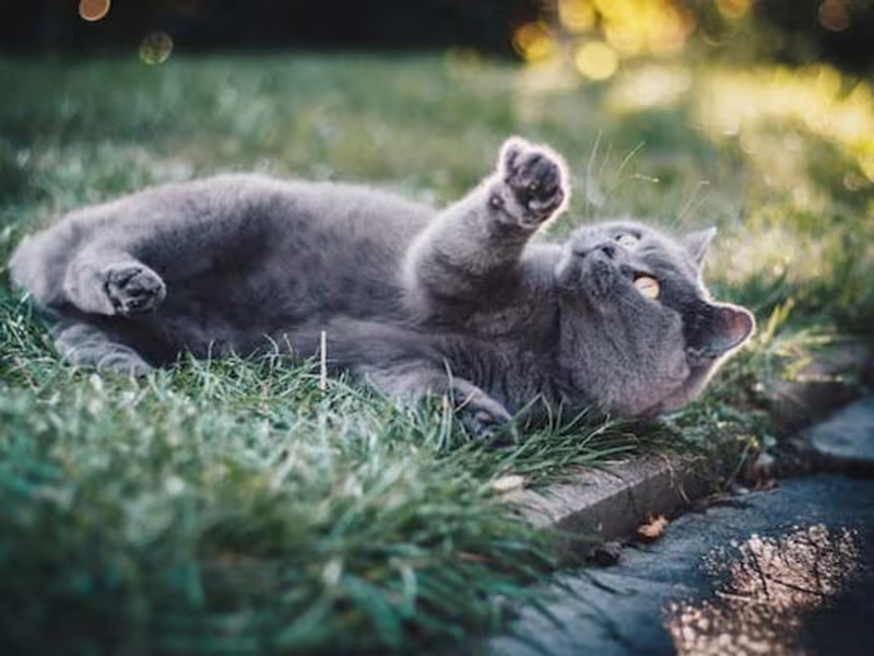 Cover image for Easy Tips to Clean Your Cat