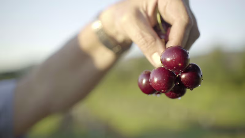 Cover image for Hood River Cherry Company