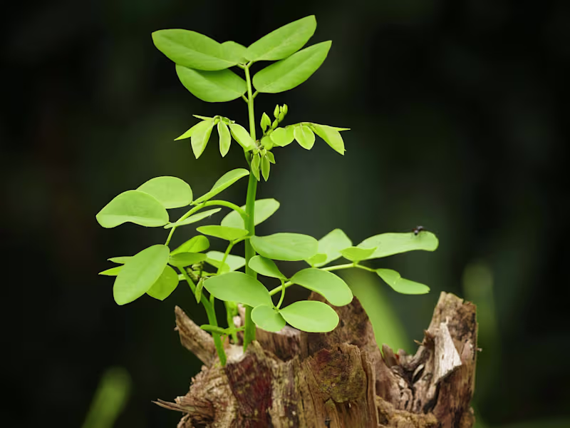 Cover image for Sales Funnel Overhaul for a SaaS Company
