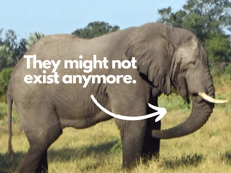 Cover image for Elephant Hunting Documentary
