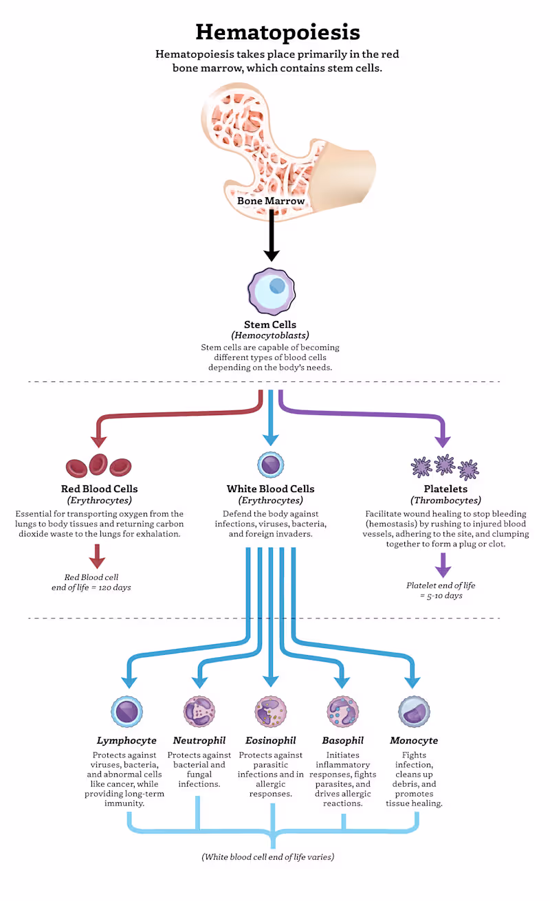Cover image for Infographic of the Hematopoeisis process.