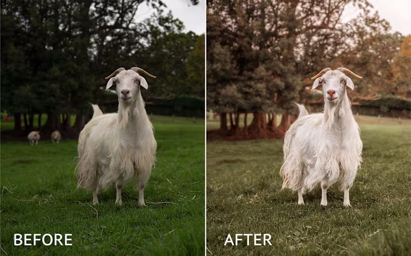 Cover image for Basic retouching: Before & After