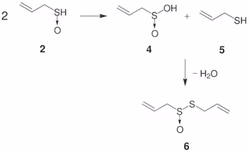 Cover image for What is Allicin?