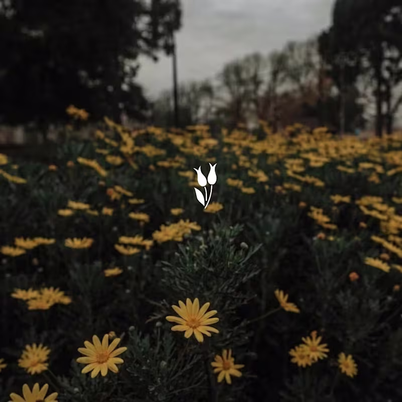 Cover image for Bloom Minimalist | Flower Logo