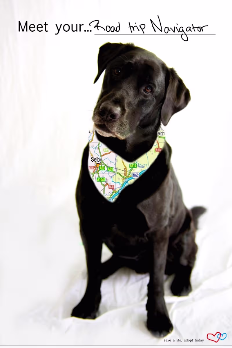 Cover image for Adopt Today