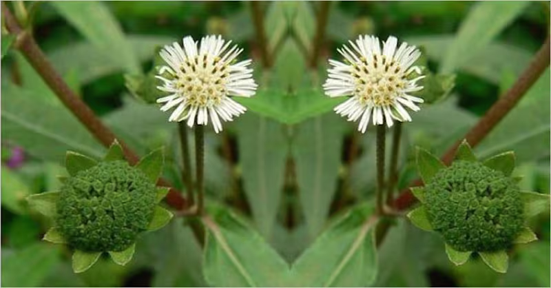 Cover image for 5 Benefits of Bhringraj for your hair | Garveish Herbals