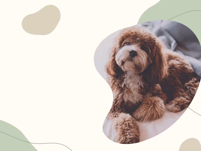 Cover image for  Daycare & Hotel for Dogs