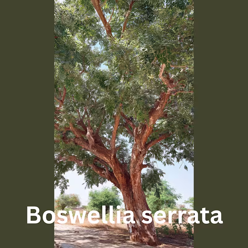 Cover image for Scientific Content Ghostwriting Sample: Frankincense Need a ...