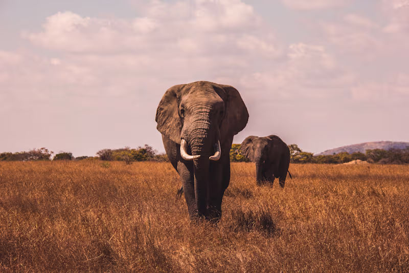 Cover image for Essentialist: Travel Storytelling Campaign