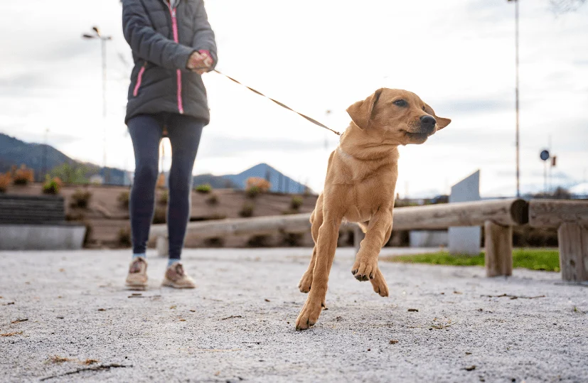 Practice walking past dogs and people (not too close!) at a park or in public to get your pup used to other sights, sounds, and smells. 