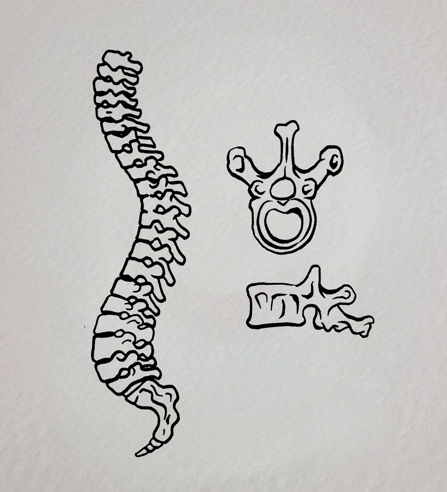 Spine