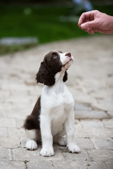 Teach your puppy patience by slowly lowering a treat. They only get it if they stay seated until it reaches their nose.