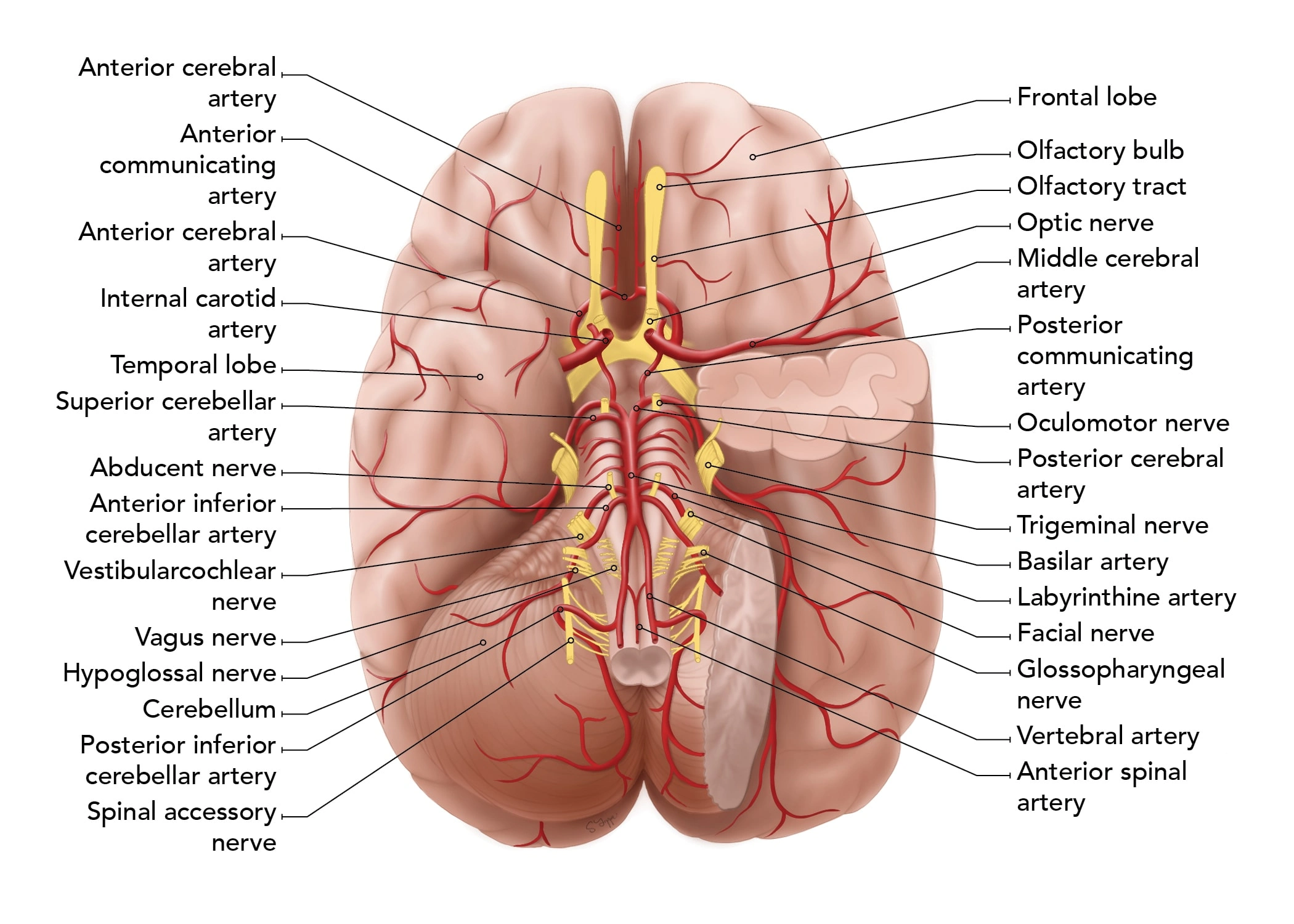 Brain Arteries Illustration - This Illustration was used to help medical students learn the arteries of the brain.