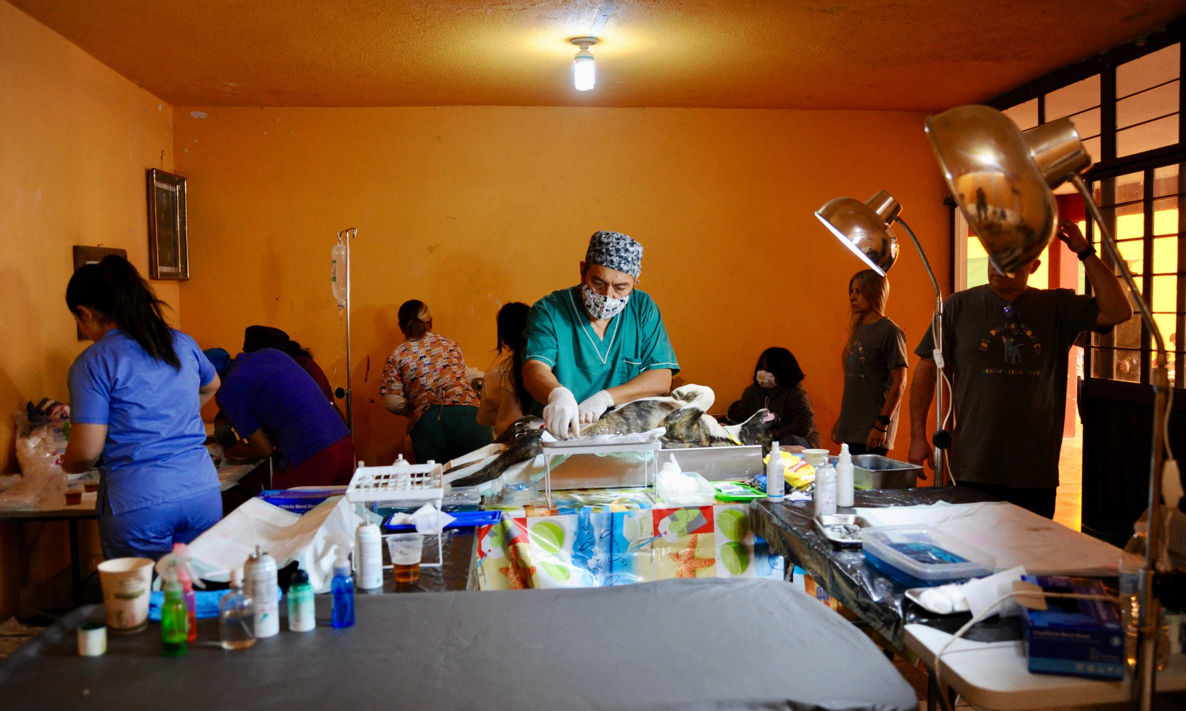 Dr. David performs a surgery while other vet staff sanitize equipment and prepare their stations.