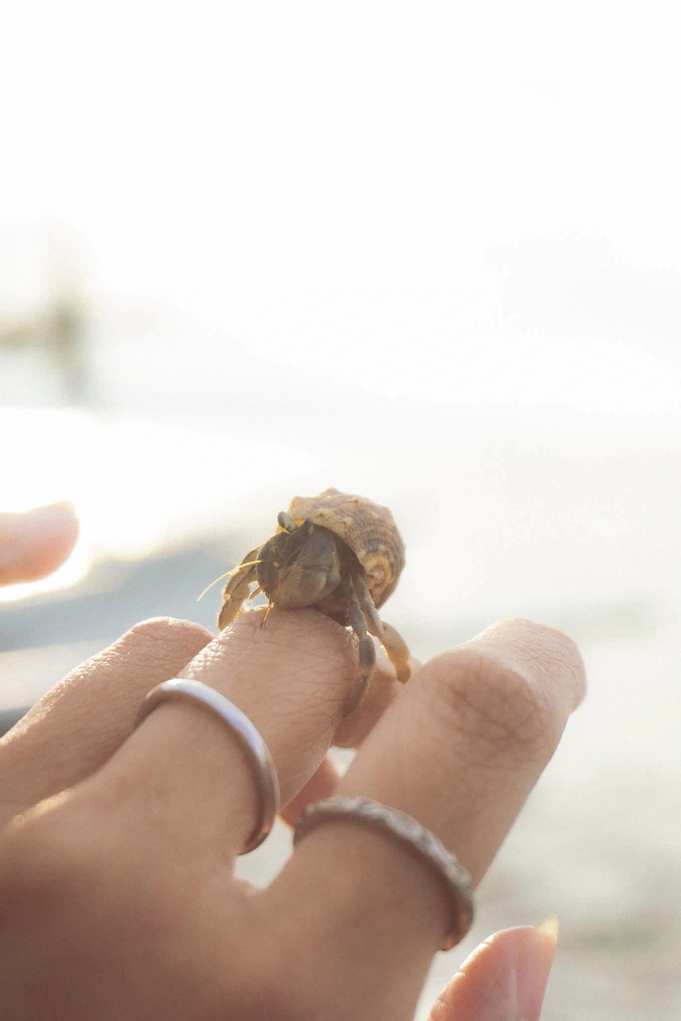 Made a little Hermit Crab friend in Bali, Indonesia