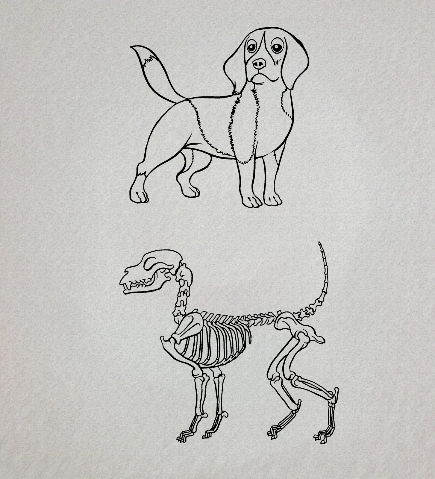 Skeletal System of a Dog