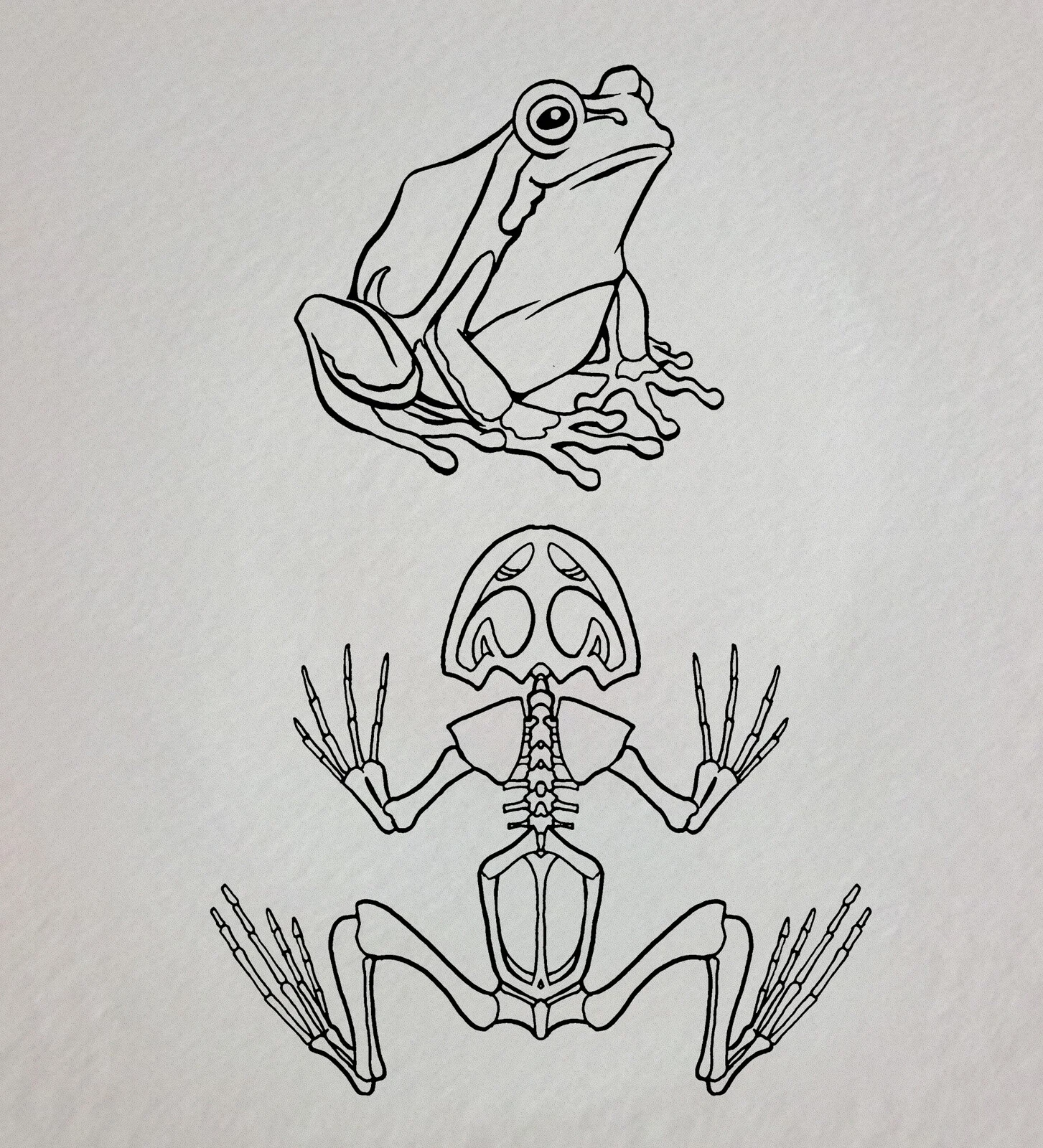 Skeletal System of a Frog