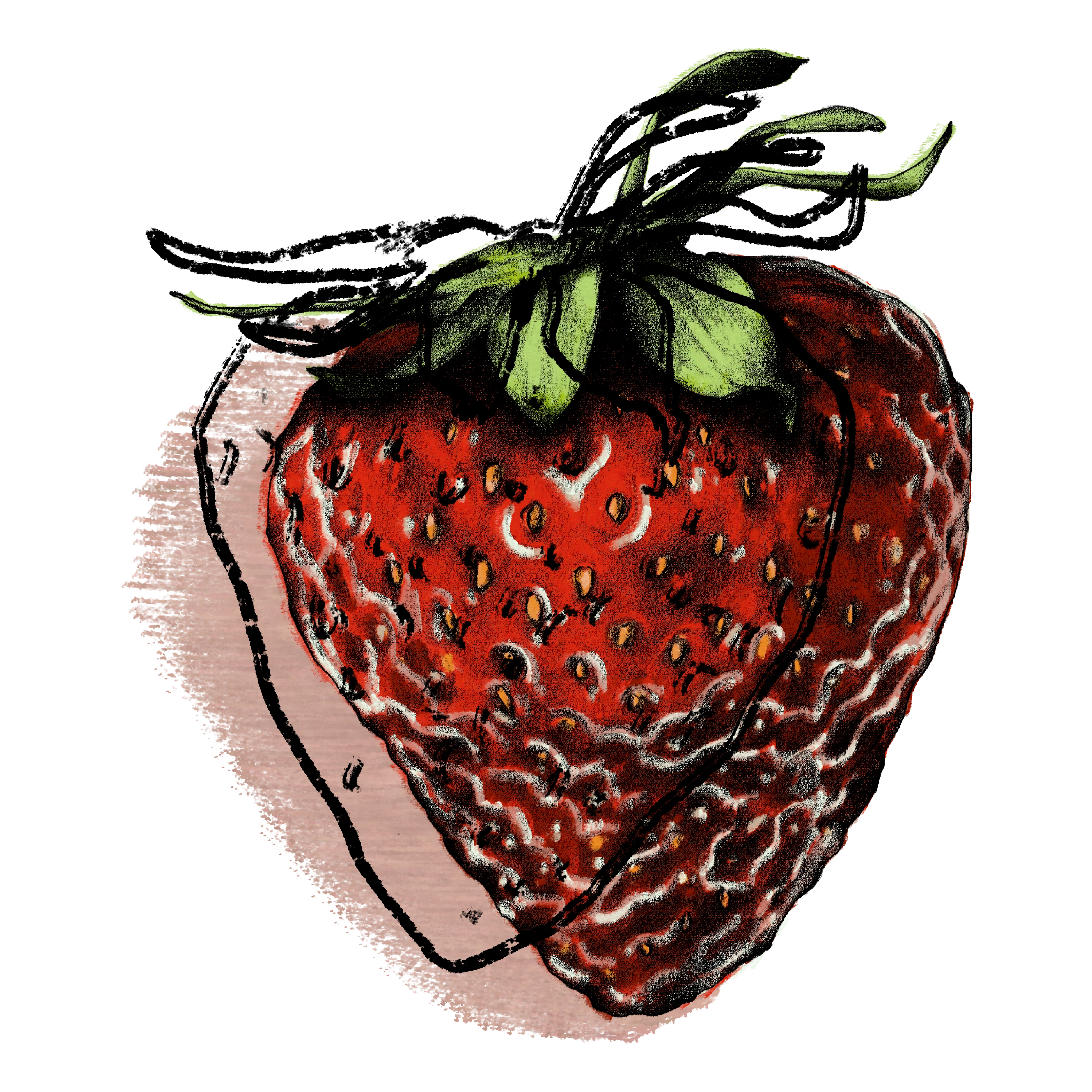 Strawberry ilustration