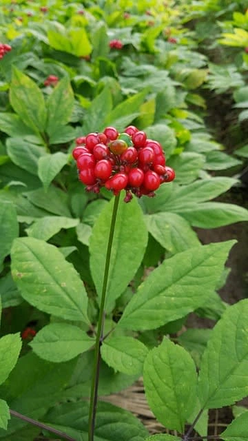 Ginseng Plant