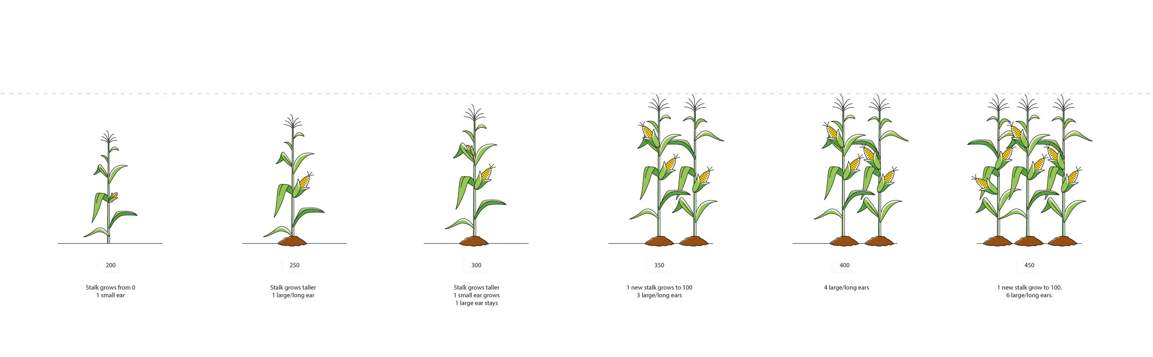 Corn growth stages