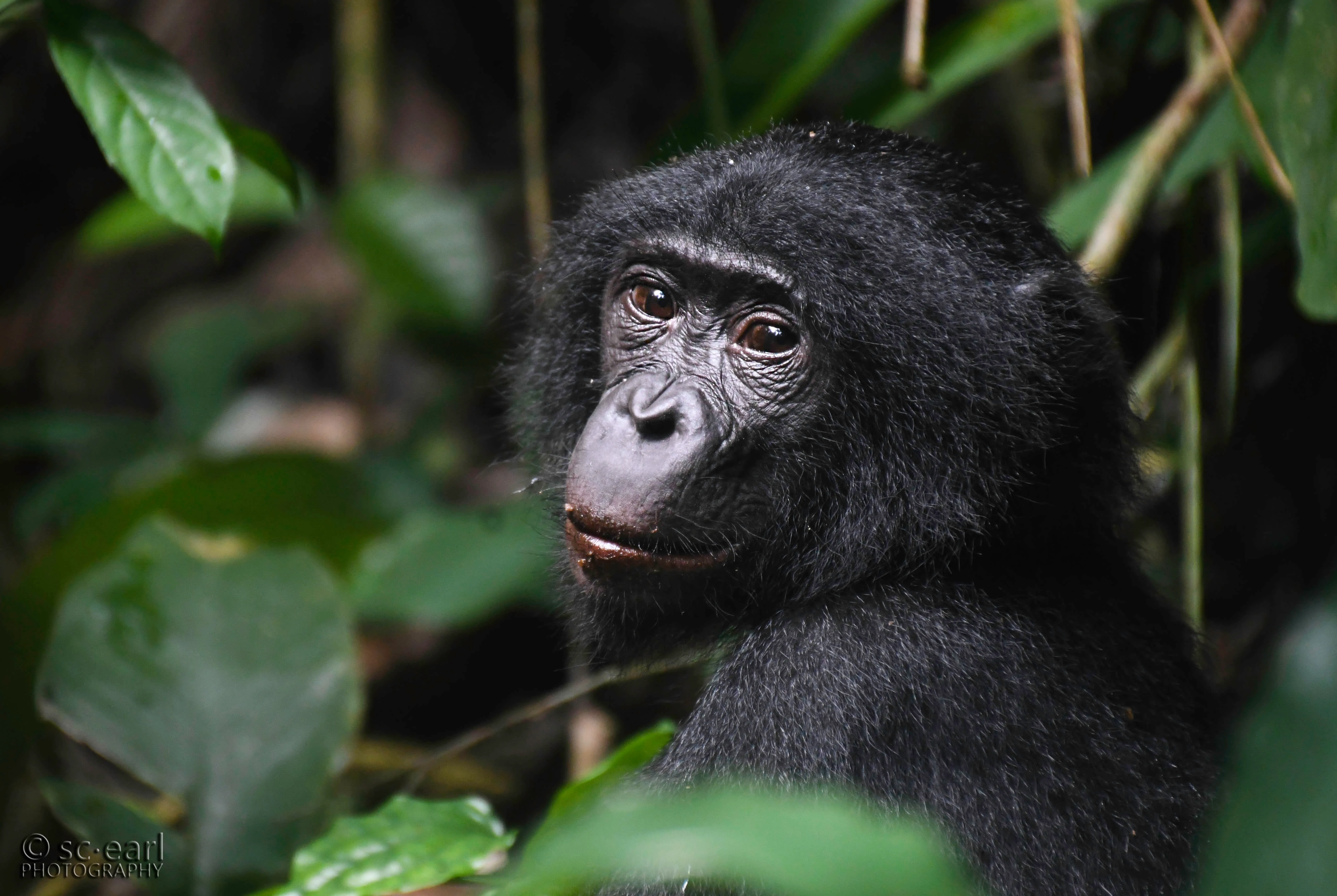 Portrait of Zizu the bonobo, Democratic Republic of Congo