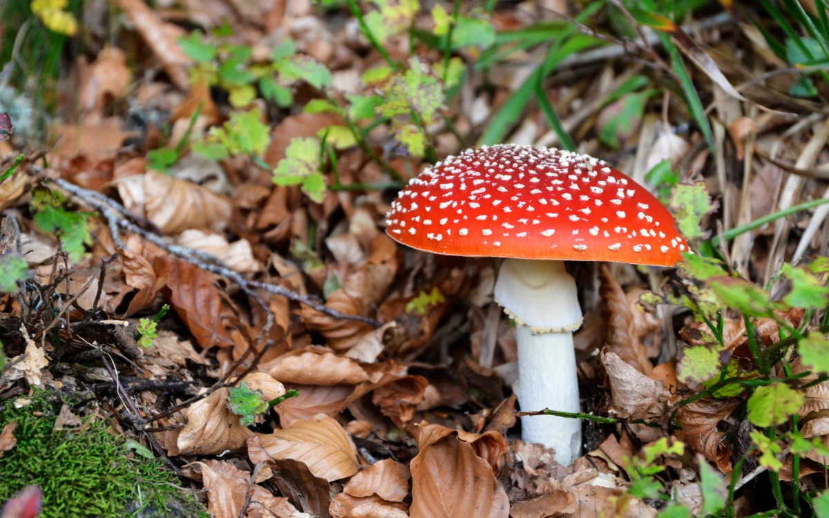 A. muscaria in its natural habitat