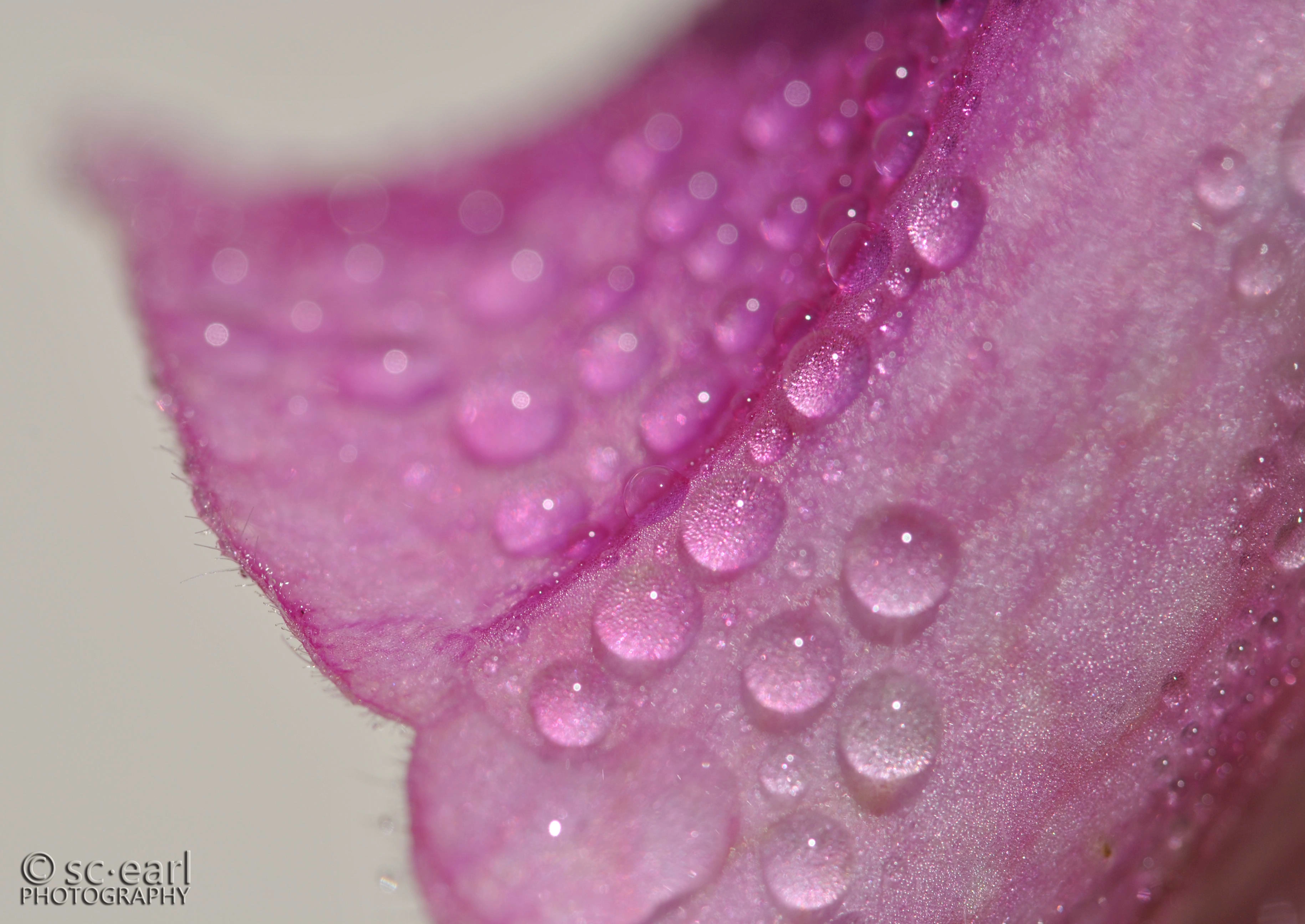 Water droplets on a foxglove, NY, USA