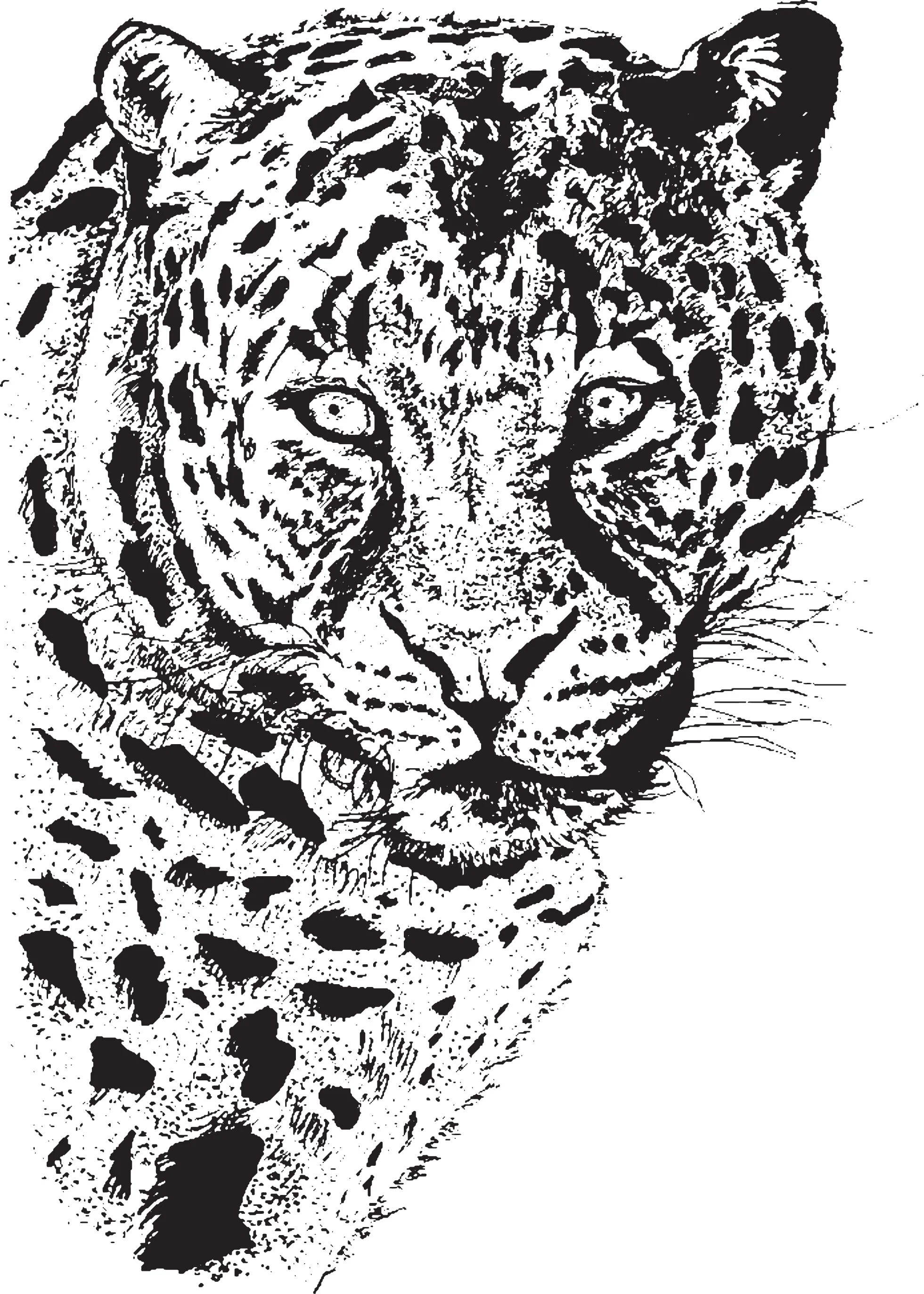 vectorised sketch of tiger 