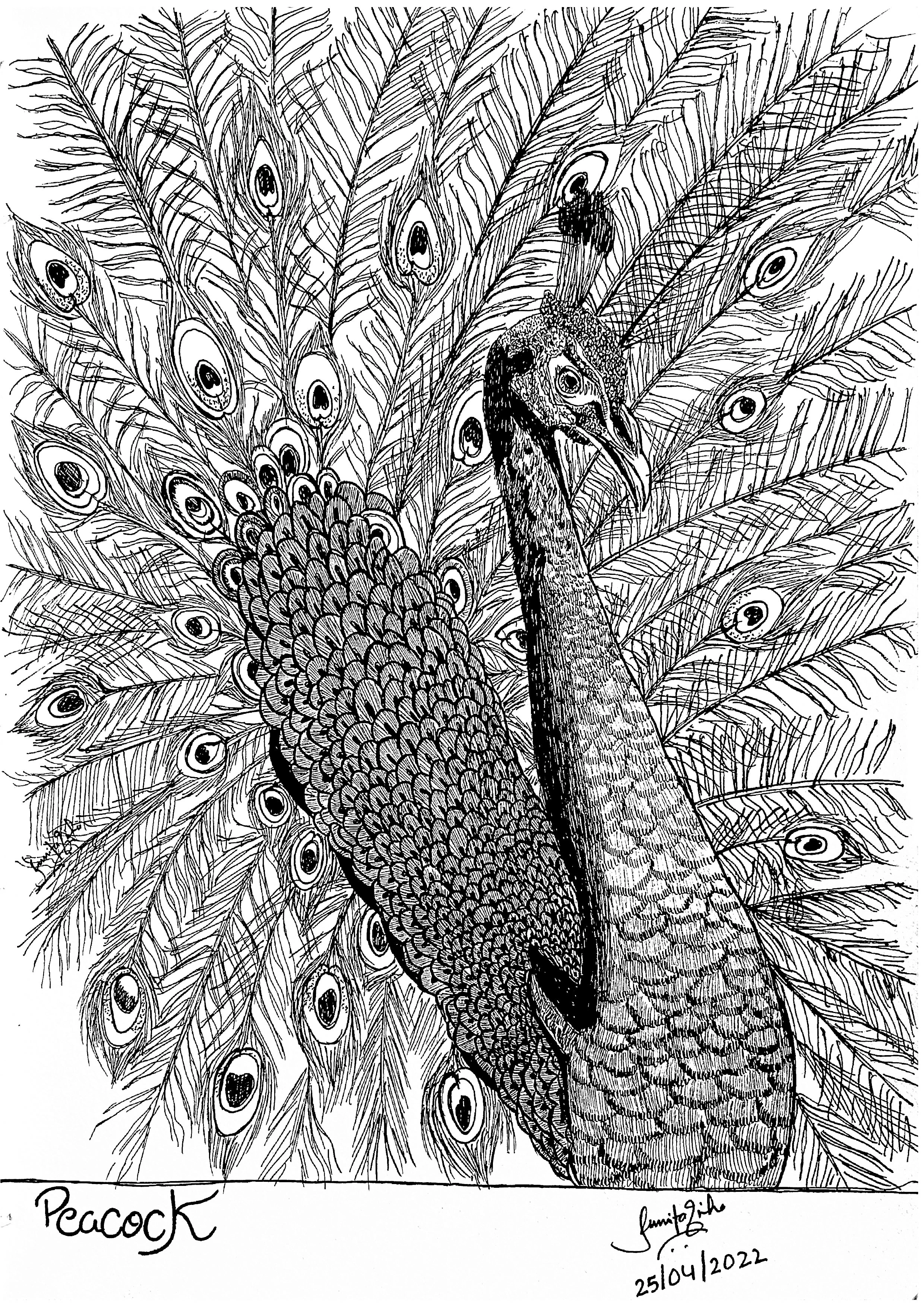 Hand-drawn sketch of Peacock