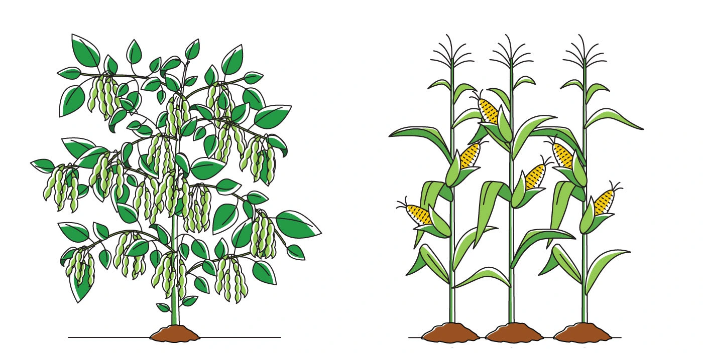 Illustration style for Soy and Corn Crops