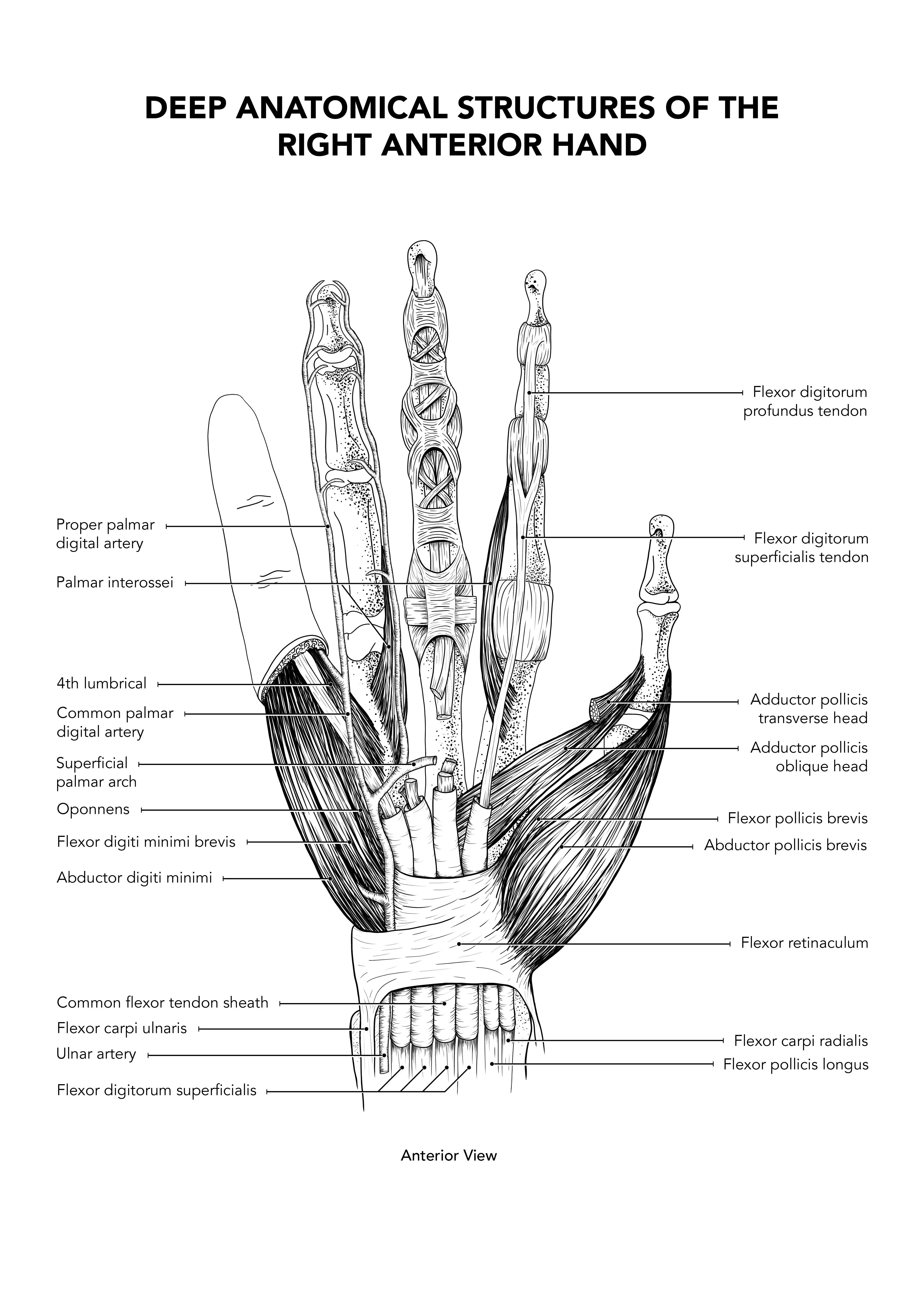 Deep Anatomical Structures of the Right Anterior Hand - The project brief for this illustration was to show some part of the anatomy of the hand. I chose to show the deep structures like the ligaments mostly because I like the pattern they make on our fingers and I find it incredible that we can lift so much weight in our hands! 