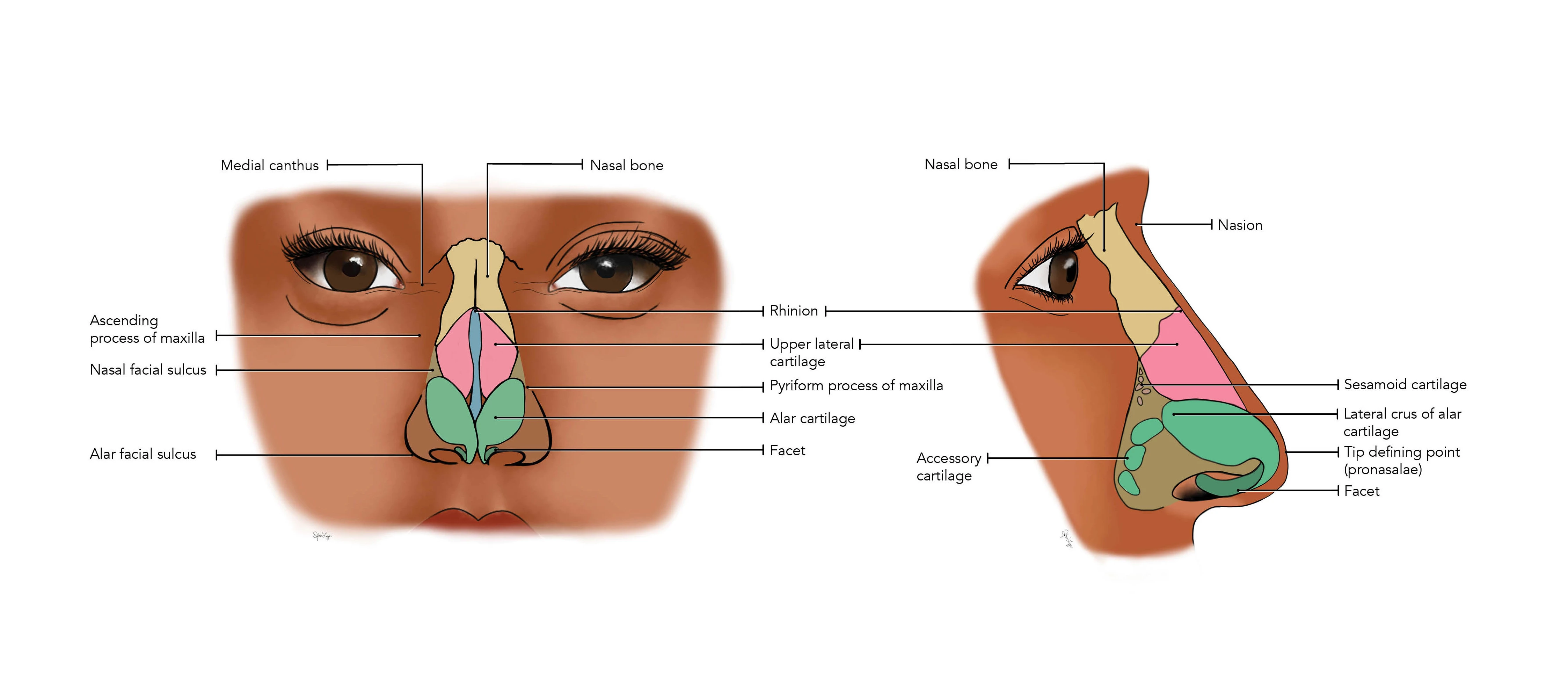 Nasal Anatomy illustration - This illustration was for a doctor to show the anatomy of the nose. He used in in a scientific article he wrote. 