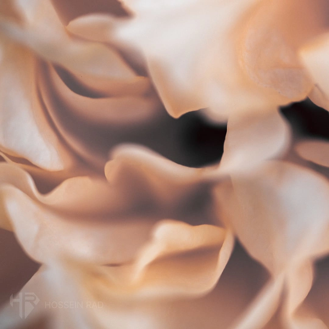 abstract photos using a macro lens and flowers