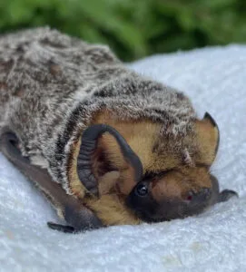 The Countess [Credit: Pennsylvania Bat Rescue]