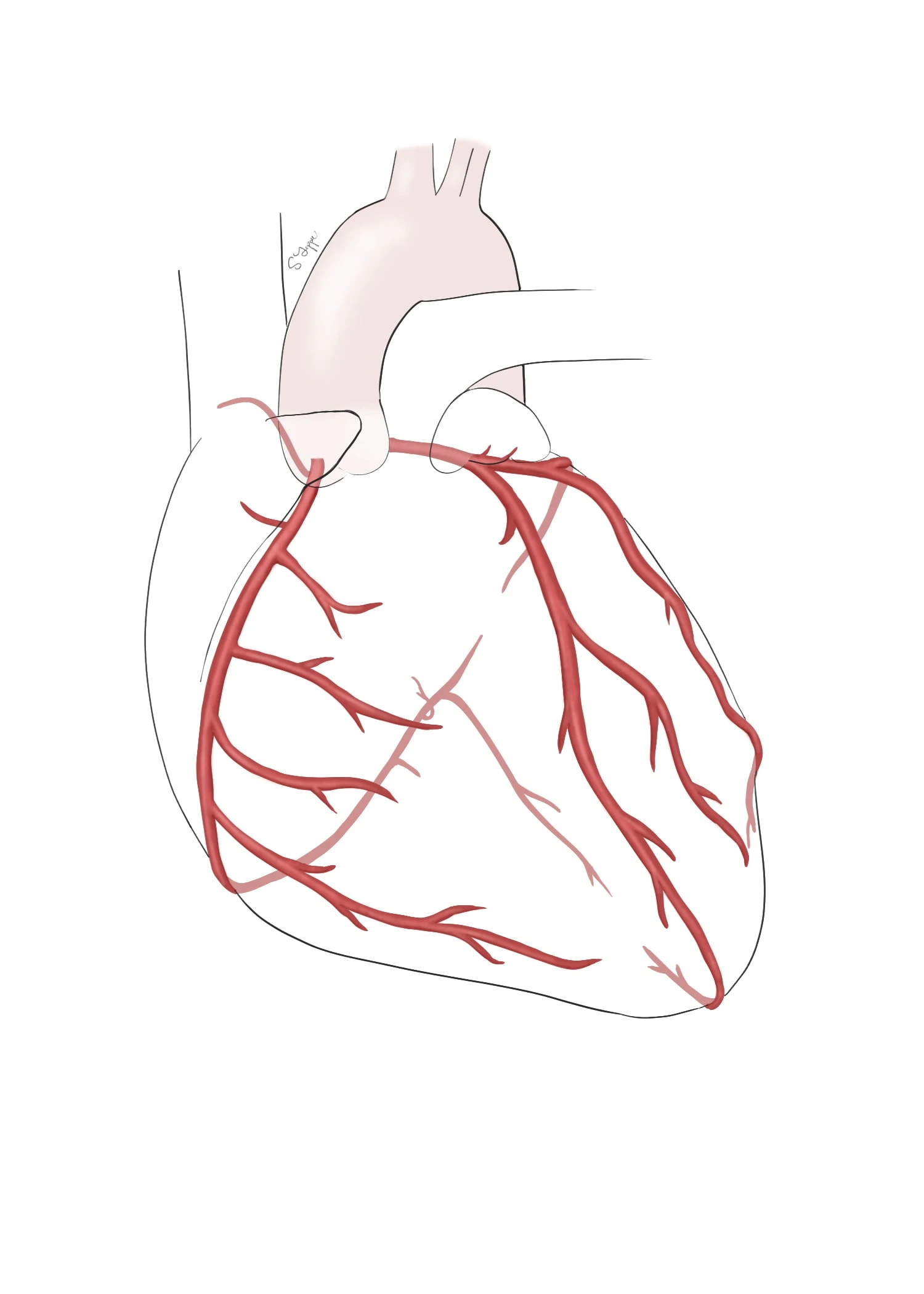 Coronary Arteries - The brief was to show the coronary arteries in a very simple drawing. 