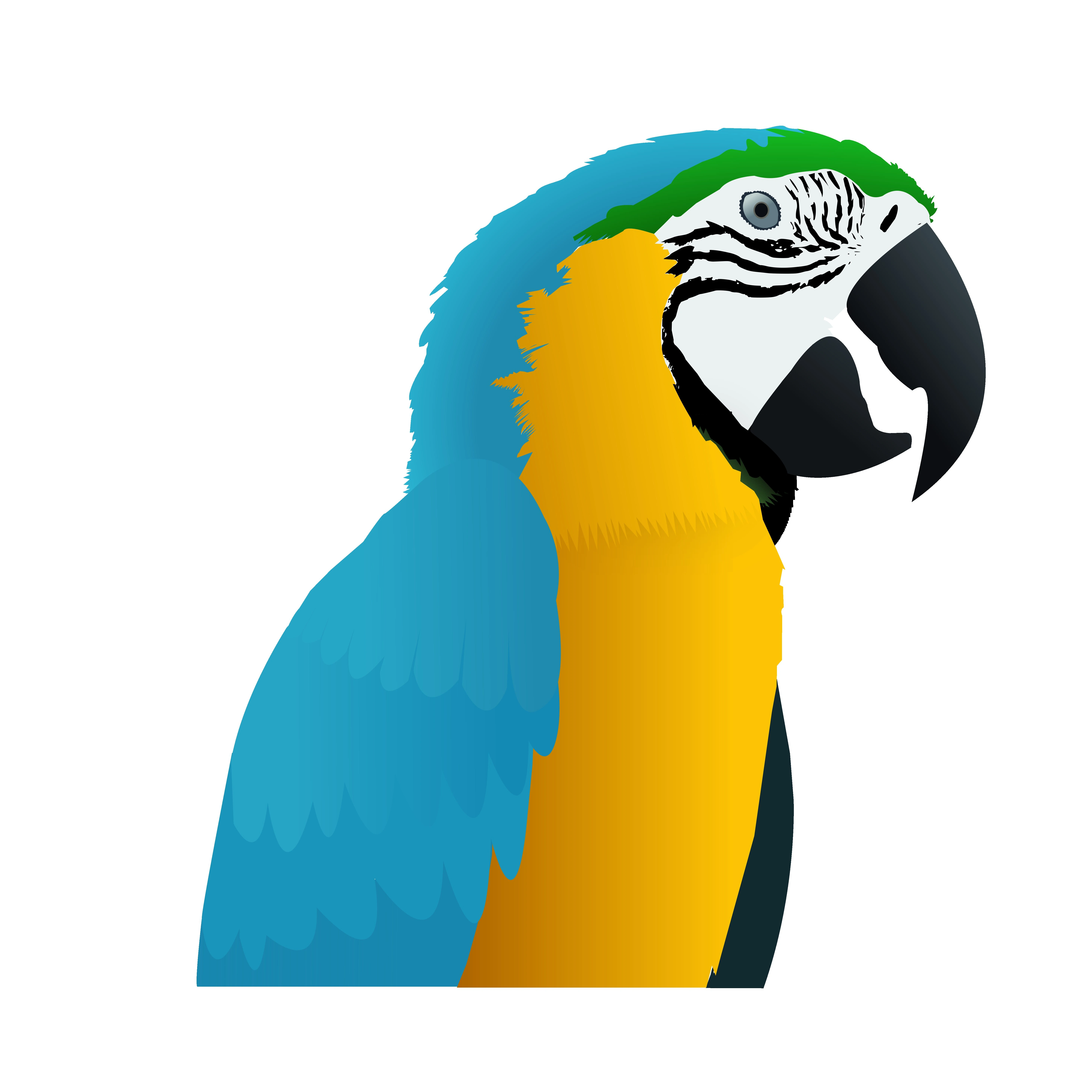 Macaw Vector