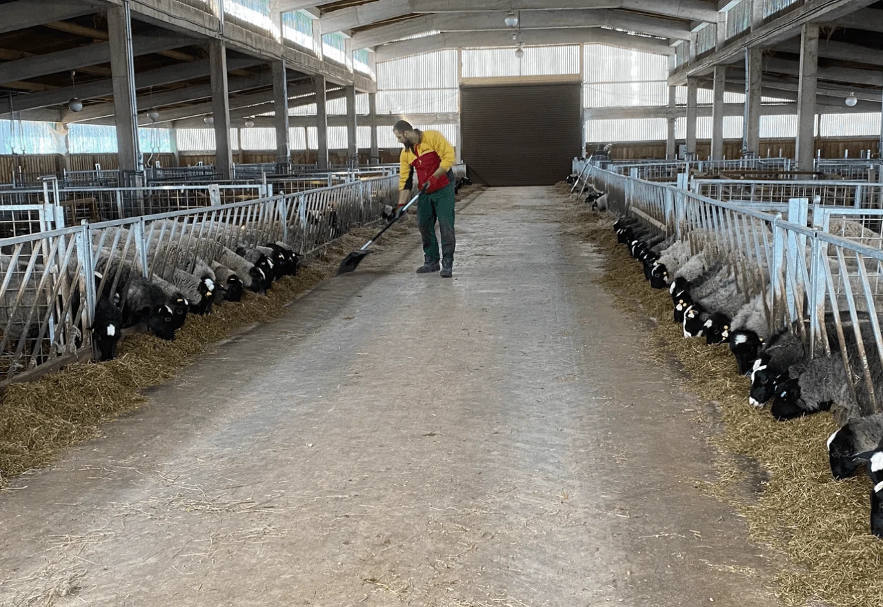 Farmer on EcoBiH farm feeding sheeps