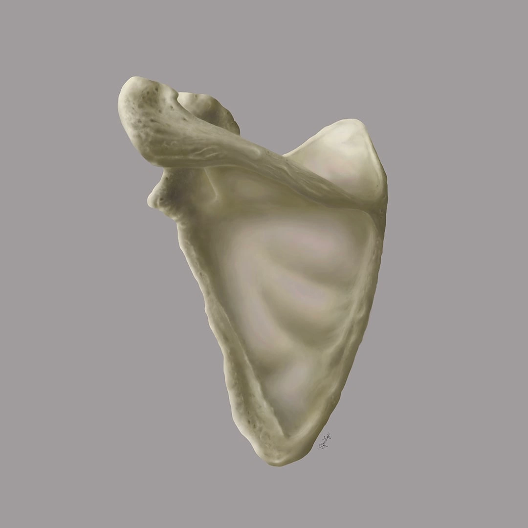 Scapula Bone Painting - The project brief for this illustration was to make a Photoshop painting of the scapula bone. The purpose was to show how thin the center of the bone is and you can see the background color coming through. 