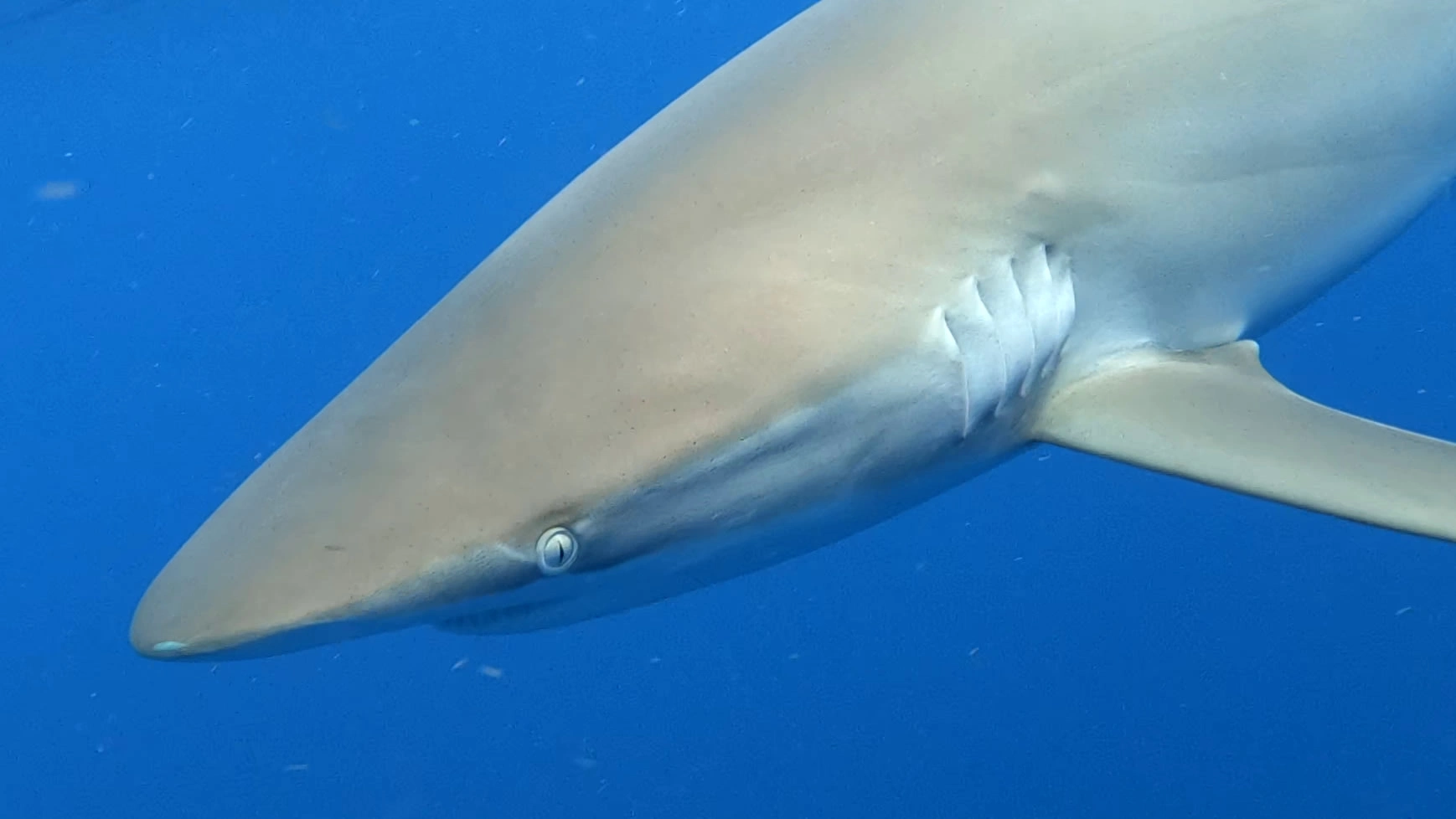 Silky Shark off Jupiter, FL. Taken with a GoPro Hero 8.